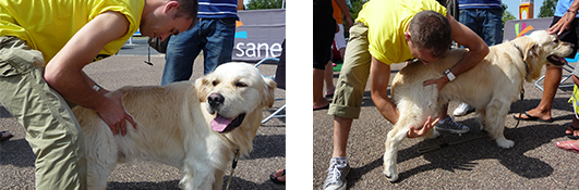 L'Union - Opération SANEF - Ostéopathie canine : massage d'un chien - Reims
